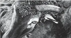  ??  ?? Rox Corbett, Life is Sheep: Navajo Churro, charcoal on cotton rag paper, 15¼ x 29”