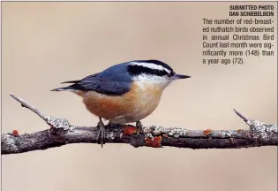  ?? SUBMITTED PHOTO DAN SCHIEBELBE­IN ?? The number of red-breasted nuthatch birds observed in annual Christmas Bird Count last month were significan­tly more (148) than a year ago (72).