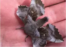  ?? Pictures: Colin Mearns ?? A Poplar Hawkmoth