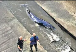  ?? REUTERS ?? Attempts underway to refloat a baby whale stranded along River Thames.