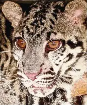  ??  ?? The Bornean Clouded Leopard should be considered a patriotic part of our national heritage. — SEN NATHAN