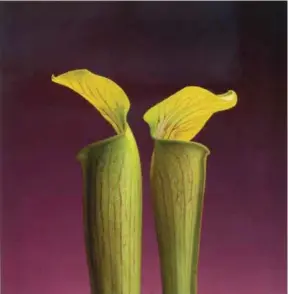  ??  ?? Double Jack in the Pulpit, 1989