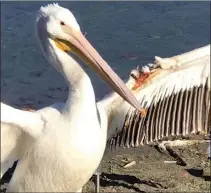  ?? Special to The Okanagan Weekend ?? This American white pelican, one of North America’s largest birds, was found last fall at Tuc-El-Nuit Lake in the South Okanagan with wing damage that prevented it from flying.