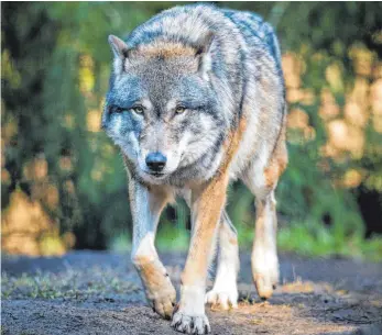  ?? FOTO: PATRICK PLEUL/DPA ?? Im Westallgäu ist ein Wolf gesichtet worden.
