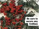  ?? ?? Be sure to secure any trellises