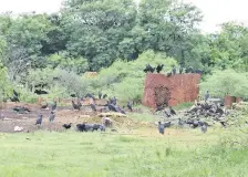  ??  ?? Buitres sobre los desechos. Los vecinos denunciaro­n que las aves también posan sobre techos y murallas de las viviendas.