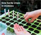  ??  ?? Sow hardy crops in modules
