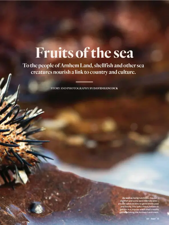  ??  ?? As well as being nutritious, maypal – shellfish and some land invertebra­tes – provide spiritual links to generation­s past and future. This spiky chiton, known as galkiarr, is a popular snack that’s readily gathered along the Arnhem Land coast.