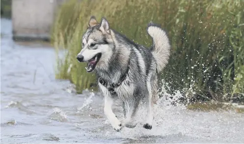  ?? PICTURE: JOHN DEVLIN ?? Alaskan malamute Naka cools down in Hogganfiel­d Loch in the north of Glasgow yesterday