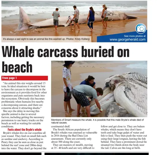  ?? Photos: Kristy Kolberg ?? It’s always a sad sight to see an animal like this washed up. Members of Smart measure the whale. It is possible that this male Bryde’s whale died of natural causes.