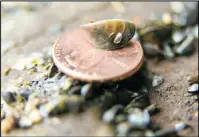  ??  ?? Zebra Mussels are very small as you can see by the photo above.