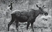  ?? ROBERT F. BUKATY/AP ?? The longer a herd had been around, the better the tracked animals were at finding the best forage, researcher­s found.