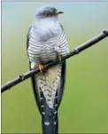  ??  ?? Cuckoos have become rare, says Audrey Keen