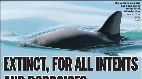  ?? PAULA OLSON/ NOAA VIAAP ?? The vaquita porpoise has been driven to the brink of extinction.