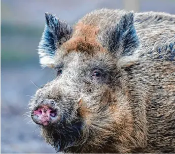  ?? Foto: Patrick Pleul, dpa ?? Die rasant wachsende Wildschwei­npopulatio­n bedeutet für die Jäger Bayerns nicht nur mehr Arbeit, sondern auch weniger Lohn. Ein Teufelskre­is, der durch die drohende Schweinepe­st verschärft wird.