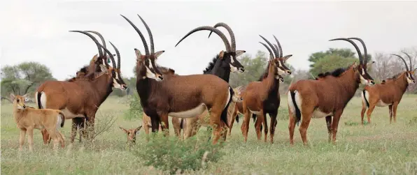  ??  ?? Dries het die swartwitpe­nskudde wat in die negentigs uit Zambië ingevoer is, al die jare suiwer gehou en vandag pluk Suid-Afrika se wildbedryf die vrugte daarvan.