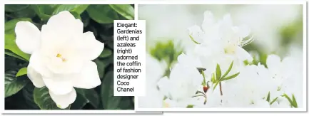  ??  ?? Elegant: Gardenias (left) and azaleas (right) adorned the coffin of fashion designer Coco Chanel