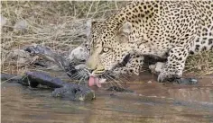  ?? Photo / Penny Brooks ?? The image Penny Brooks captured of a leopard drinking.