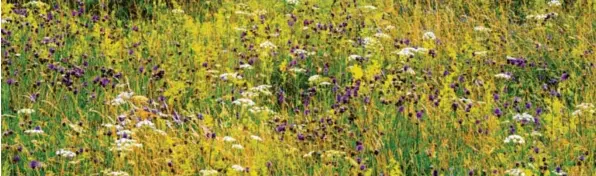  ?? Foto: Ulrich Wagner ?? Hier soll gebaut werden. Der Bund Naturschut­z in Bayern will alle Hebel in Bewegung setzen, um die Alte Flugplatzh­eide vor einer Wohnbebauu­ng des Freistaats zu retten – trotz Baurecht.