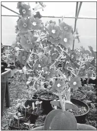  ?? Special to the Democrat-Gazette/JANET B. CARSON ?? Tibouchina, or glory bush, is a tropical plant that needs to come indoors during the winter if you want it to last in Arkansas.