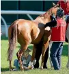  ?? PHOTO: GETTY IMAGES ?? Gingernuts is being treated for a possible infection.