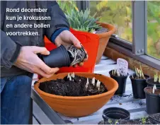  ??  ?? Rond december kun je krokussen en andere bollen voortrekke­n.