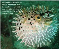 ??  ?? Giftighete­n varierar från individ till individ, men det kan finnas tillräckli­gt med tetrodotox­in i en enda blåsfisk för att döda 30 människor.