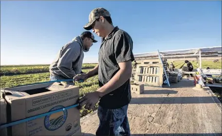  ?? Photograph­s by Brian van der Brug Los Angeles Times ?? AMERICAN Diego Romo, left, and co-worker Jose Lopez load boxes of cantaloupe onto pallets at Del Bosque Farms in Los Banos, Calif.