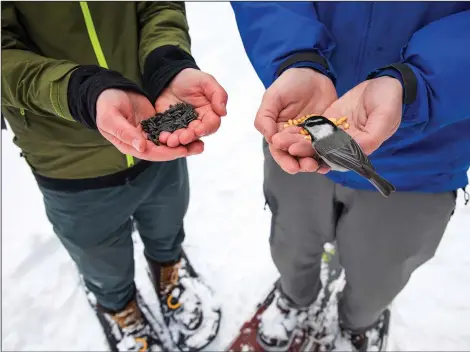  ?? (AP/University of Nevada, Reno/Jennifer Kent) ?? Joseph Welklin (left) and Benjamin Sonnenberg, researcher­s from the University of Nevada, Reno Chickadee Cognition Lab, feed wild mountain chickadees pine nuts and black oil sunflower seeds Jan. 6 at Chickadee Ridge in Mount Rose Meadows, Nev.