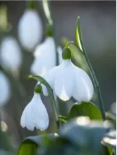  ??  ?? Little lampshades of galanthus ‘E.A. Bowles’.