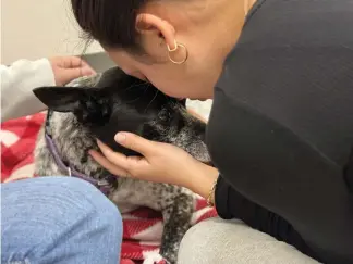  ?? THEODEN JANES/CHARLOTTE OBSERVER/TNS ?? Fourteen-year-old Australian cattle dog mix, Darcy, seemed unbreakabl­e, her family said. But Sunday, she started having severe seizures. And they started wondering if it was time.