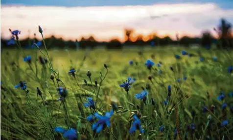  ?? Foto: Nicolas Armer, dpa ?? Mehr Naturschut­z, ein Strukturwa­ndel in der Landwirtsc­haft – das Volksbegeh­ren „Rettet die Bienen“hat eine intensive Diskussion angestoßen.