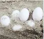  ?? FAWNA ?? Children on the east coast of Australia dug up 43 eggs that may have contained poisonous brown snakes.