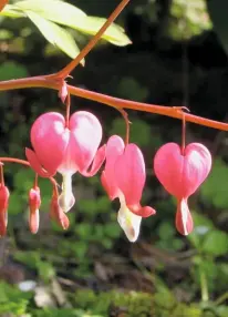  ??  ?? Blumen, die zu einem Liebesroma­n passen Das Tränende Herz, denn es symbolisie­rt den Herzschmer­z schlechthi­n, die Margerite, denn sie eignet sich hervorrage­nd zum „Er liebt mich, er liebt mich nicht“-Zupfen und natürlich das blaue Vergiss-Mein-Nicht!