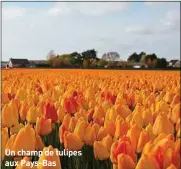  ??  ?? Un champ de tulipes aux Pays-Bas