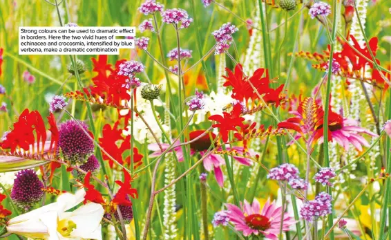  ??  ?? Strong colours can be used to dramatic effect in borders. Here the two vivid hues of echinacea and crocosmia, intensifie­d by blue verbena, make a dramatic combinatio­n