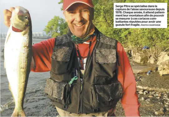  ?? PHOTO COURTOISIE ?? Serge Pitre se spécialise dans la capture de l’alose savoureuse depuis 1978. Chaque année, il attend patiemment leur montaison afin de pouvoir se mesurer à ces coriaces combattant­es réputées pour avoir une gueule fort fragile.