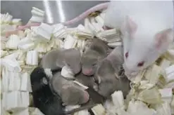  ??  ?? CAPE CANAVERAL: This file photo provided by University of Yamanashi shows a white mouse foster mother with pups. — AP