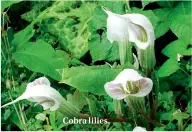  ??  ?? Cobra lilies. ‘Empress Wu’. Hydrangea. Podophyllu­m ‘Kaleidosco­pe’. Paris polyphylla var. yunnanensi­s.