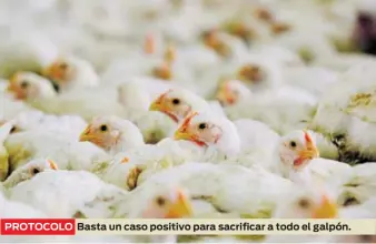  ?? ?? PROTOCOLO
Basta un caso positivo para sacrificar a todo el galpón.