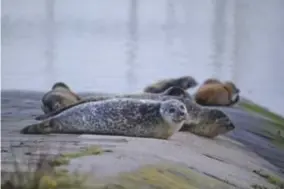  ?? FOTO BELGAIMAGE ?? Ondanks het hoge aantal aangespoel­den gaat het goed met de zeehondenp­opulatie.