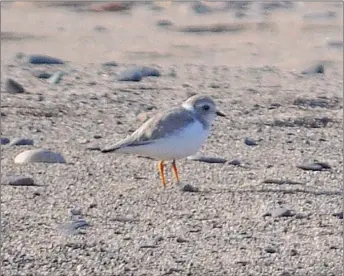  ?? ADAM MACINNIS/THE NEWS ?? These piping plover made Big Island their home this summer. The birds are considered endangered.