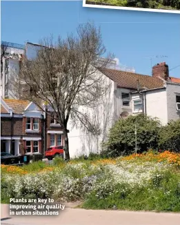  ??  ?? Plants are key to improving air quality in urban situations