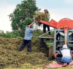  ??  ?? HARVESTING BLACK GRAM in Jabalpur on June 13.