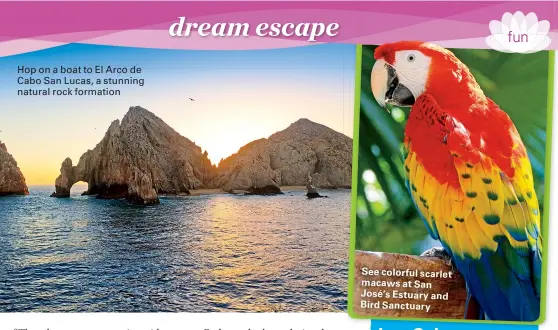  ??  ?? Hop on a boat to El Arco de Cabo San Lucas, a stunning natural rock formation See colorful scarlet macaws at San José’s Estuary and Bird Sanctuary