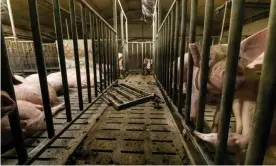  ?? Photograph: Courtesy of L214 ?? Video footage released by French animal welfare group L214 appears to show pig cannibalis­m, dead animals in pens, and pigs in overcrowde­d conditions.