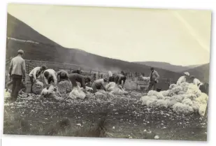  ??  ?? Shearing sheep at a farm on Shillmoor in the Cheviot Hills in 1893