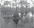  ??  ?? A mangrove swamp in North Carolina.