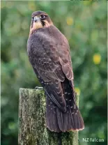  ??  ?? NZ falcon