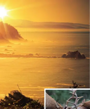  ??  ?? SUNSHINE, FOG, SEA and forest grace the coast between Crescent City and Eureka, above; Roosevelt elk bulls joust during September breeding season in Redwood National and State Parks, right.